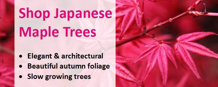 Shop for Japanese Maple Trees 6